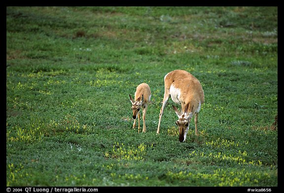 Pronghorn Antelope cow and calf. Wind Cave National Park (color)