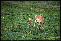 Pronghorn Antelope cow and calf. Wind Cave National Park, South Dakota, USA.