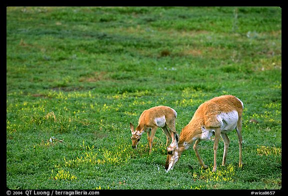 Pronghorn Antelope cow and calf in the prairie. Wind Cave National Park, South Dakota, USA.