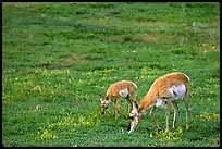 Pronghorn Antelope cow and calf in the prairie. Wind Cave National Park ( color)