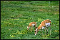 Pronghorn Antelope cow and calf in the prairie. Wind Cave National Park, South Dakota, USA.