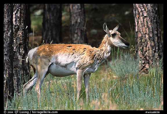 Pronghorn Antelope in pine forest. Wind Cave National Park, South Dakota, USA.