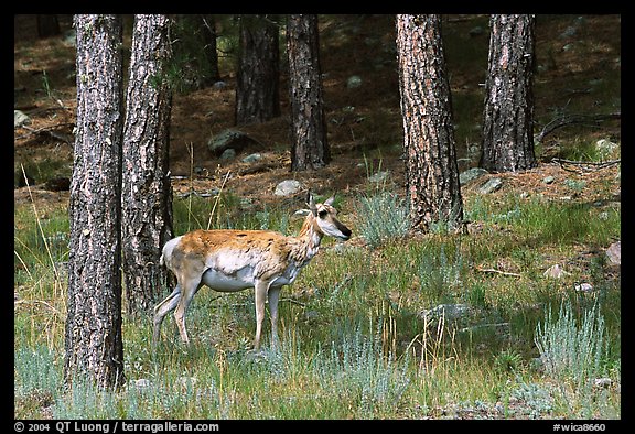 Pronghorn Antelope in pine forest. Wind Cave National Park, South Dakota, USA.