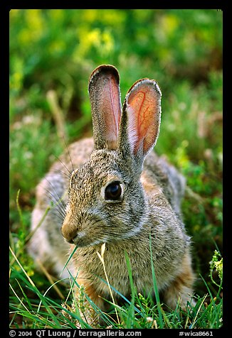 Cottontail rabbit. Wind Cave National Park, South Dakota, USA.