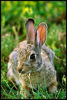 Cottontail rabbit. Wind Cave National Park ( color)