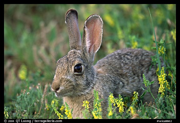 Cottontail rabbit. Wind Cave National Park, South Dakota, USA.