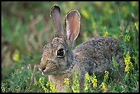 Cottontail rabbit. Wind Cave National Park, South Dakota, USA.