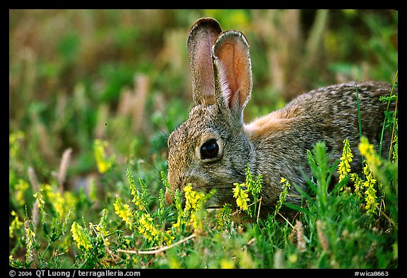 Rabbit and wildflowers. Wind Cave National Park (color)