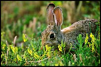 Rabbit and wildflowers. Wind Cave National Park, South Dakota, USA.