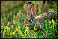 Rabbit and wildflowers. Wind Cave National Park ( color)