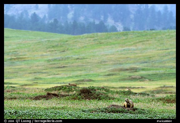 Prairie Dog town. Wind Cave National Park, South Dakota, USA.