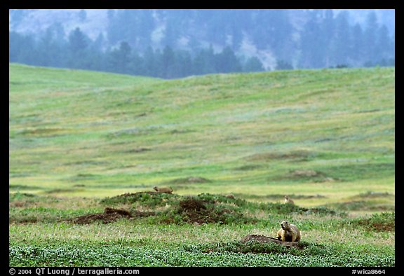 Prairie Dog town. Wind Cave National Park, South Dakota, USA.