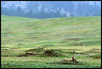 Prairie Dog town. Wind Cave National Park, South Dakota, USA. (color)