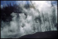 Trees shadowed in thermal steam, Upper geyser basin. Yellowstone National Park, Wyoming, USA. (color)