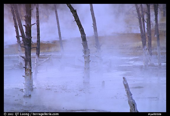 Tree skeletons in Black Sand basin. Yellowstone National Park, Wyoming, USA.