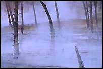 Tree skeletons in Black Sand basin. Yellowstone National Park, Wyoming, USA. (color)