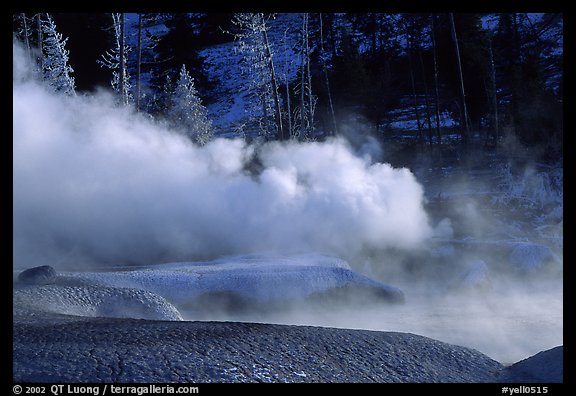 Thermal steam and frosted trees. Yellowstone National Park (color)