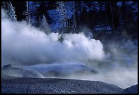 Thermal steam and frosted trees. Yellowstone National Park, Wyoming, USA.