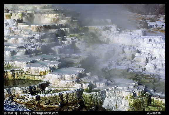 Minerva travertine terraces at Mammoth Hot Springs. Yellowstone National Park (color)