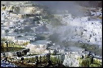 Minerva travertine terraces at Mammoth Hot Springs. Yellowstone National Park, Wyoming, USA. (color)