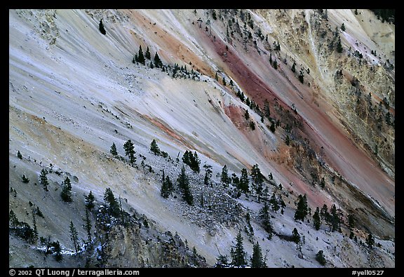 Trees and colorful mineral deposits, Grand Canyon of Yellowstone. Yellowstone National Park, Wyoming, USA.