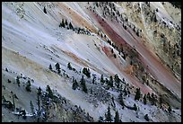 Trees and colorful mineral deposits, Grand Canyon of Yellowstone. Yellowstone National Park ( color)