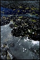 Ice on a small lake. Yellowstone National Park, Wyoming, USA. (color)