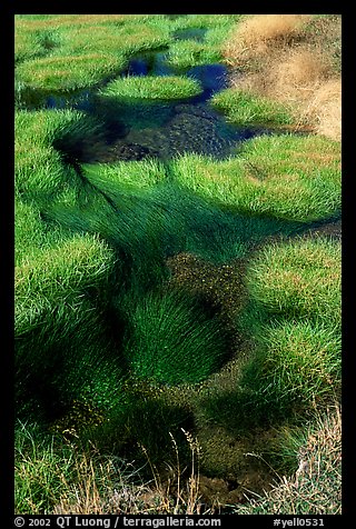 Grasses and stream. Yellowstone National Park, Wyoming, USA.