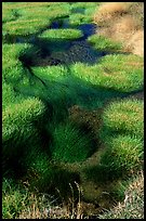 Grasses and stream. Yellowstone National Park ( color)