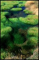 Grasses and stream. Yellowstone National Park, Wyoming, USA. (color)