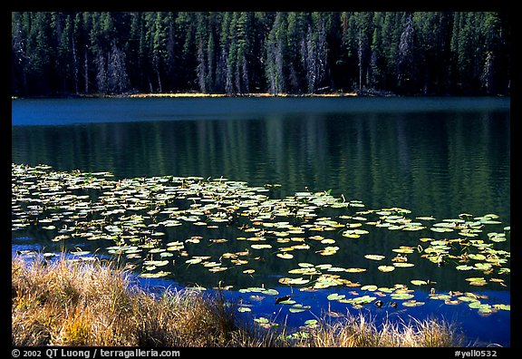 Lilies on a small lake. Yellowstone National Park, Wyoming, USA.