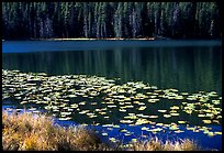 Lilies on a small lake. Yellowstone National Park, Wyoming, USA.