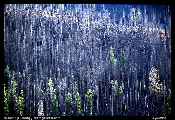 Bare trees on hill. Yellowstone National Park (color)