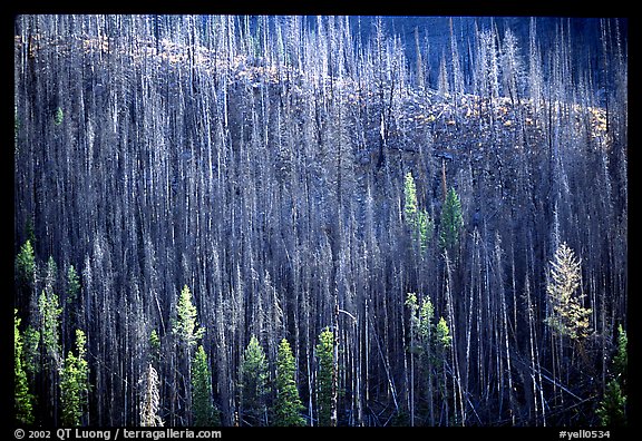 Bare trees on hill. Yellowstone National Park, Wyoming, USA.