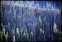 Bare trees on hill. Yellowstone National Park, Wyoming, USA.