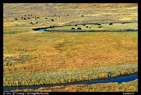 Yellowstone River, meadow, and bisons in Heyden Valley. Yellowstone National Park, Wyoming, USA.