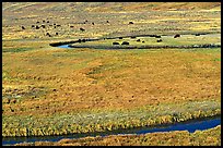 Yellowstone River, meadow, and bisons in Heyden Valley. Yellowstone National Park, Wyoming, USA.