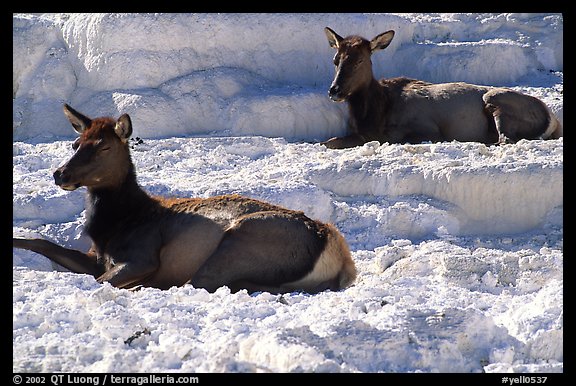 Female Elk on travertine terraces at Mammoth Hot Springs. Yellowstone National Park (color)