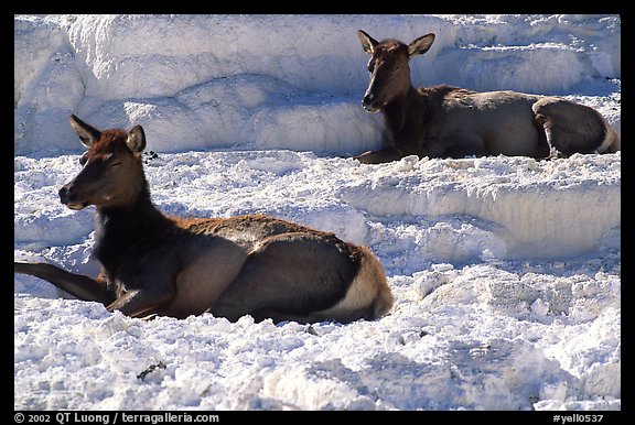 Female Elk on travertine terraces at Mammoth Hot Springs. Yellowstone National Park, Wyoming, USA.