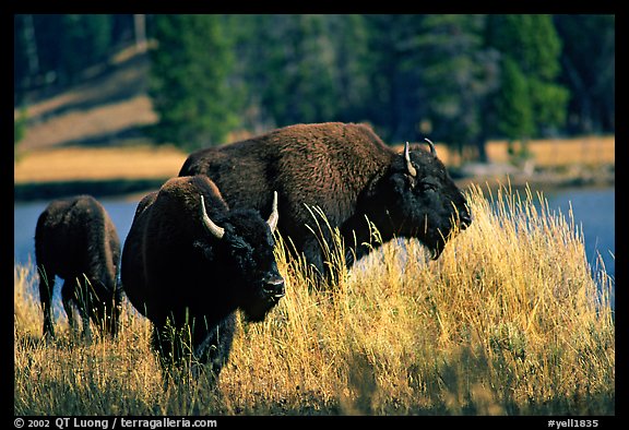 Group of buffaloes. Yellowstone National Park, Wyoming, USA.