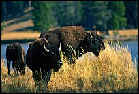 Group of buffaloes. Yellowstone National Park, Wyoming, USA.