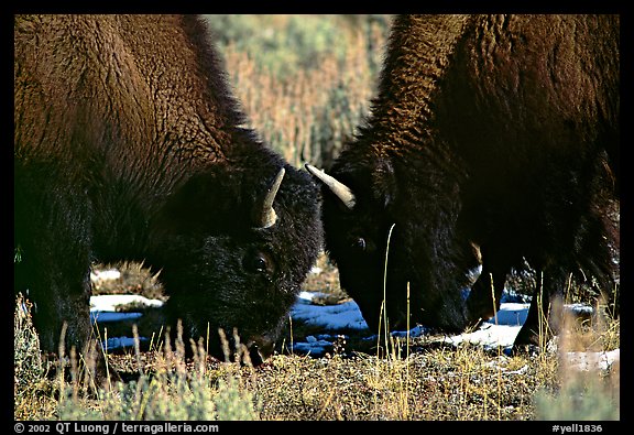 Two buffaloes head to head. Yellowstone National Park (color)