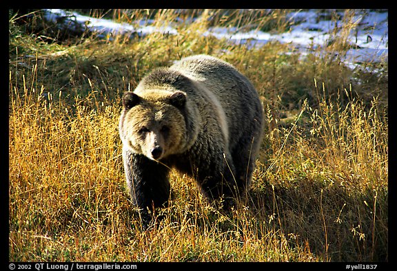 Grizzly bear. Yellowstone National Park (color)