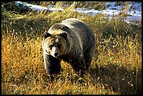 Grizzly bear. Yellowstone National Park, Wyoming, USA.