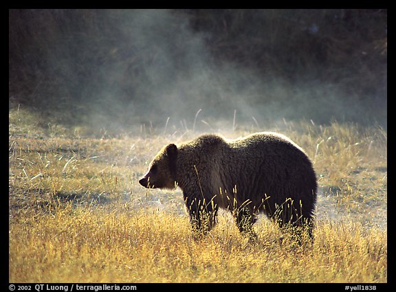 Grizzly bear and thermal steam. Yellowstone National Park, Wyoming, USA.