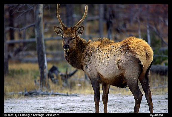 Elk. Yellowstone National Park, Wyoming, USA.