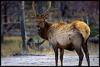 Elk. Yellowstone National Park, Wyoming, USA. (color)