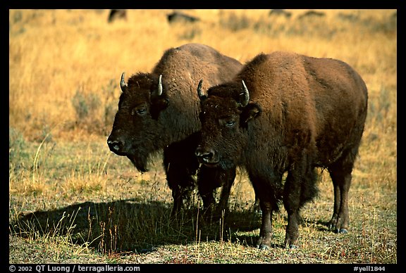 Two bisons. Yellowstone National Park (color)