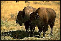 Two bisons. Yellowstone National Park, Wyoming, USA. (color)