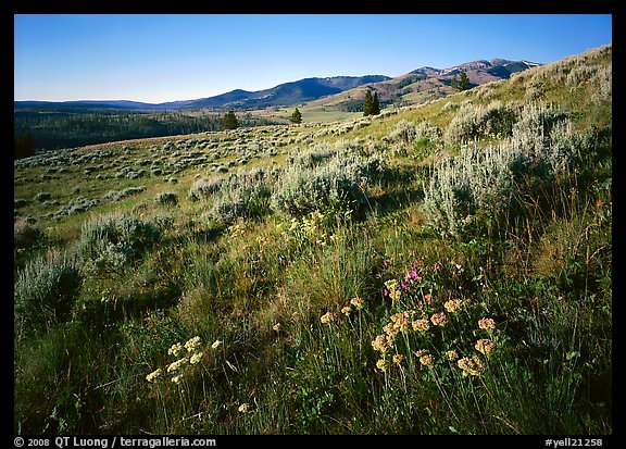 Flowers on slope below  Mt Washburn, sunrise. Yellowstone National Park, Wyoming, USA.
